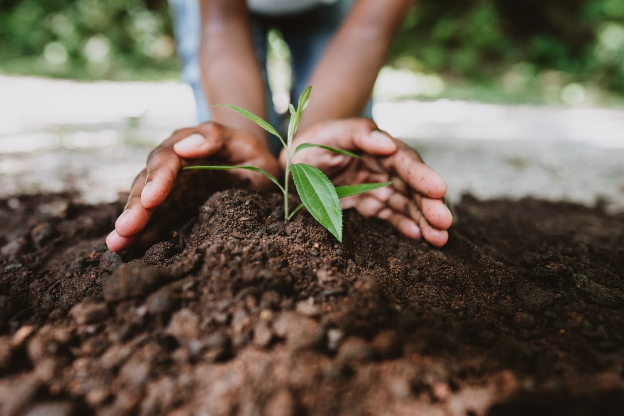 Hands growing a young plant